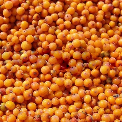 Picture of Pick up only! Berries Frozen Sea-Buckthorn AmbeRye 300g